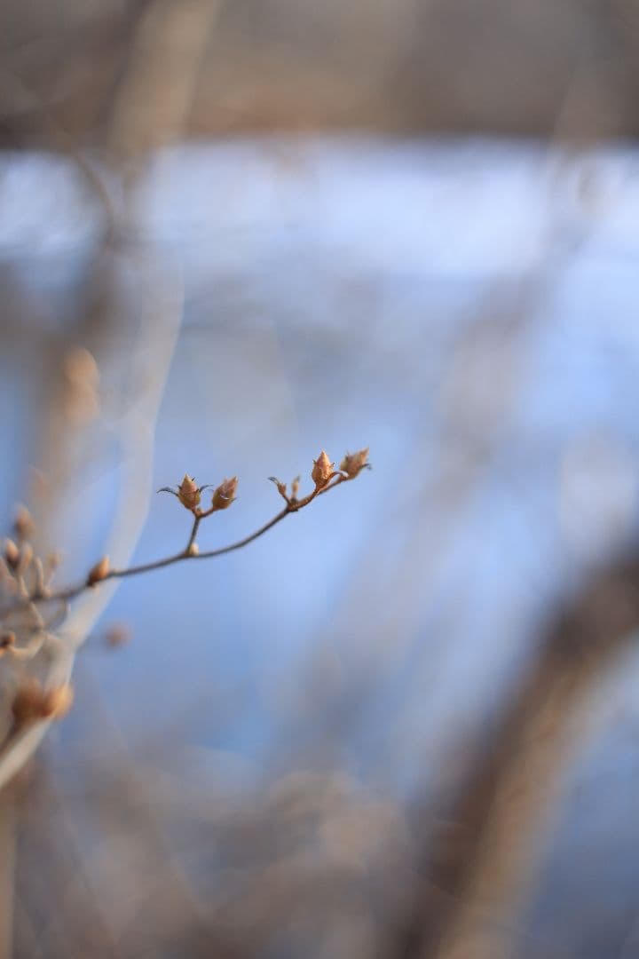Super-Takumar 55mm F1.8 後期型 S/N：2558530