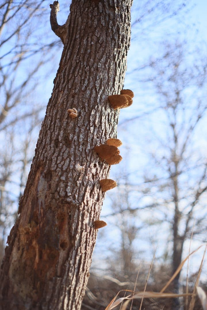 Super-Takumar 55mm F1.8 後期型 S/N：2558530
