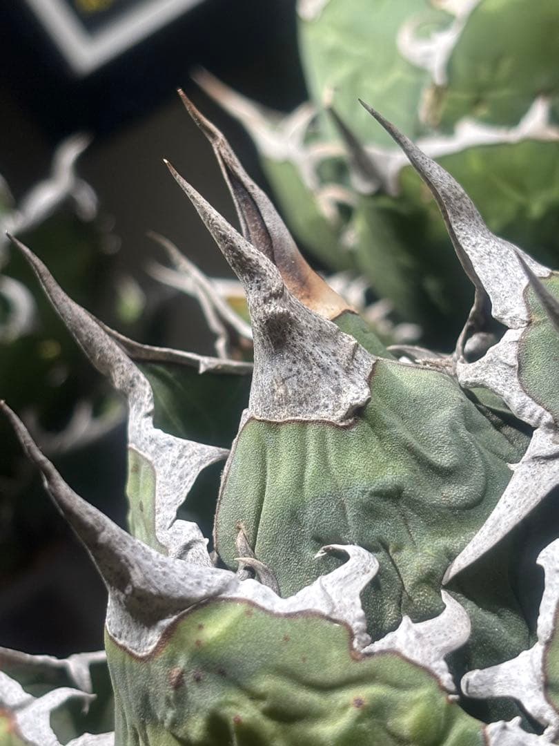 限定品！アガベオアハカオテロイ現地球（極上株）超S級良形superオアハカ激レア