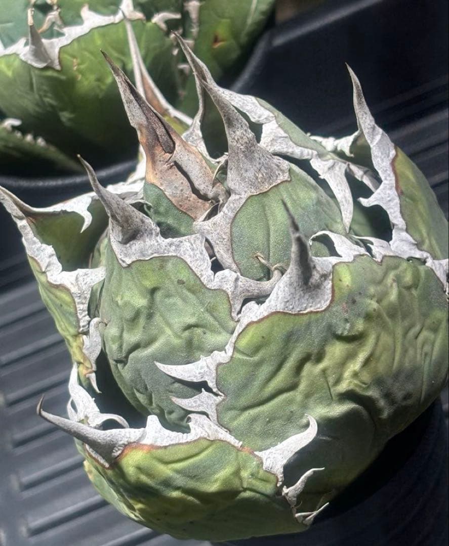 限定品！アガベオアハカオテロイ現地球（極上株）超S級良形superオアハカ激レア