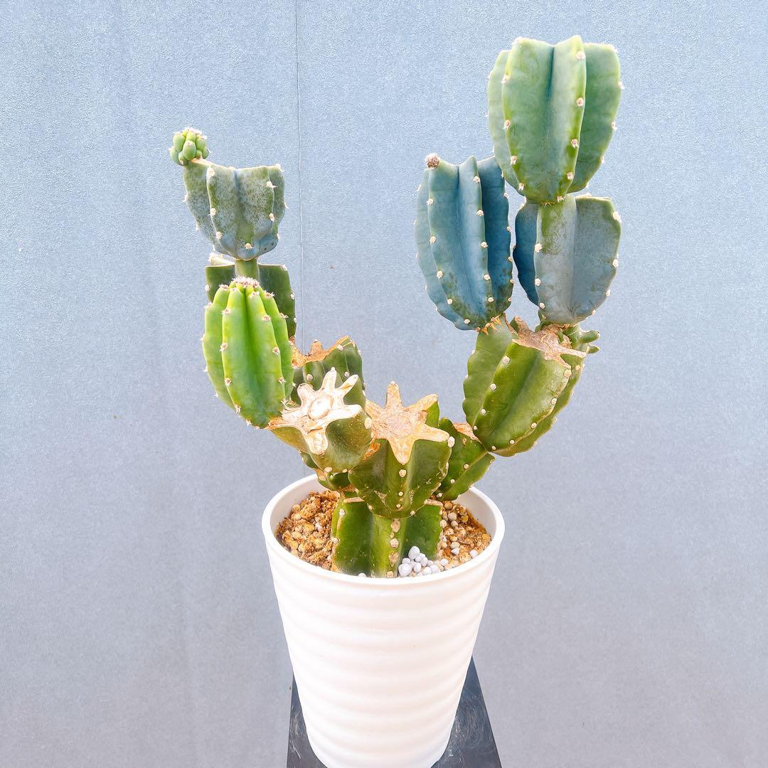 現品　サボテン　柱サボテン　ブランチ　鬼面角　4　特大　ドライガーデン　観葉植物