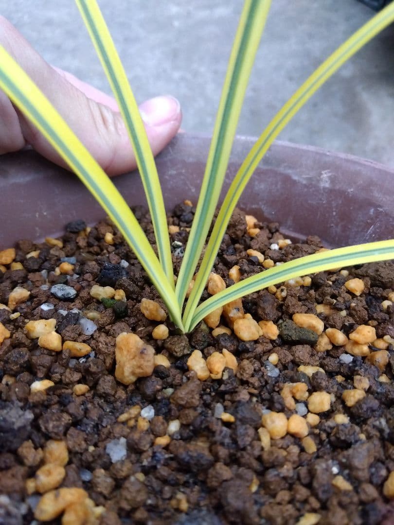 ヒガンバナ　彼岸花　黄覆輪斑　５号鉢つき　超斑入り❗　①