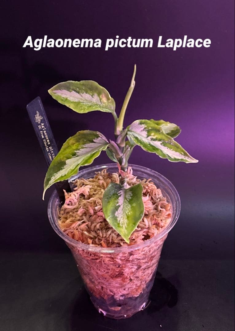 アグラオネマ　ラプラス Aglaonema pictum Laplace
