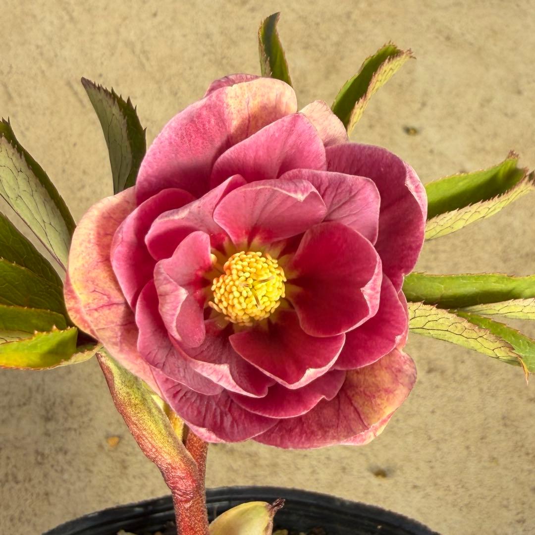 038 クリスマスローズ　開花株