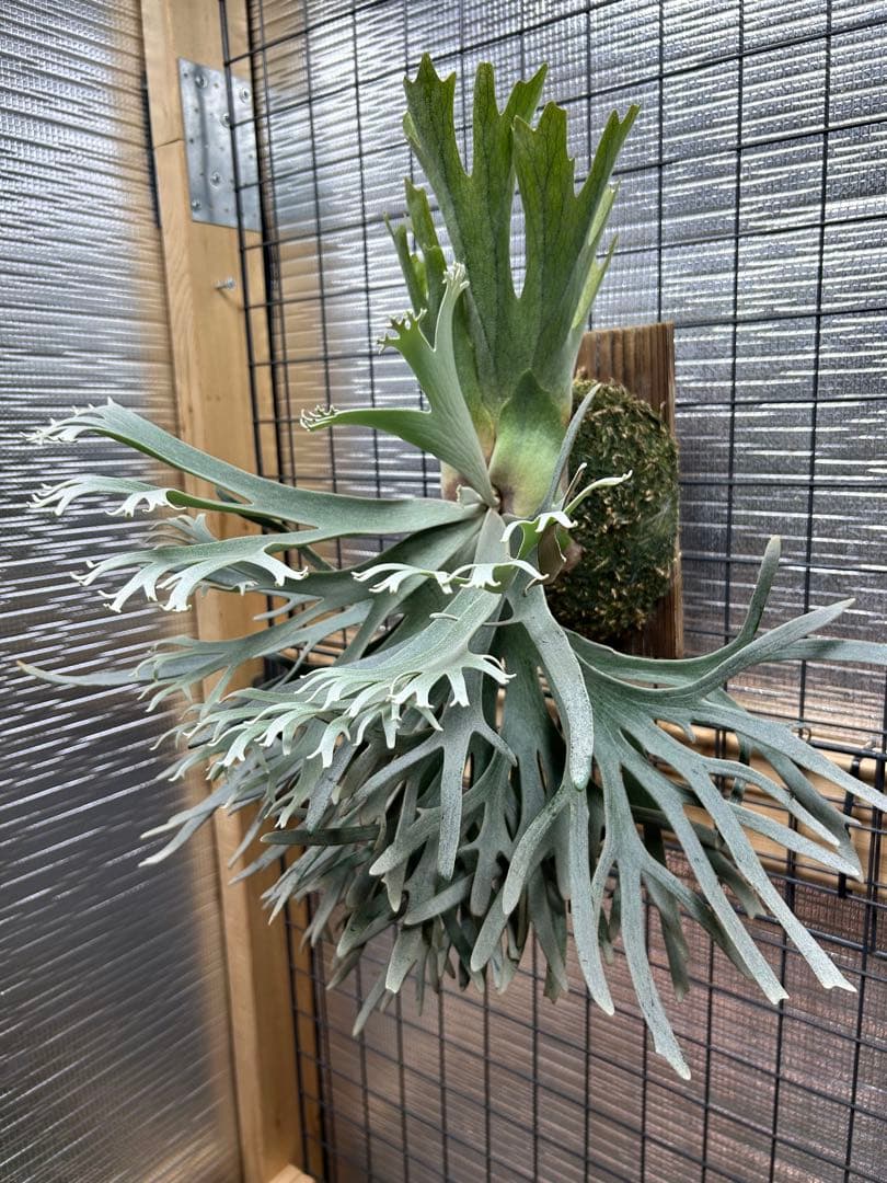 ビカクシダ P. willinckii 'Jade Girl' spore