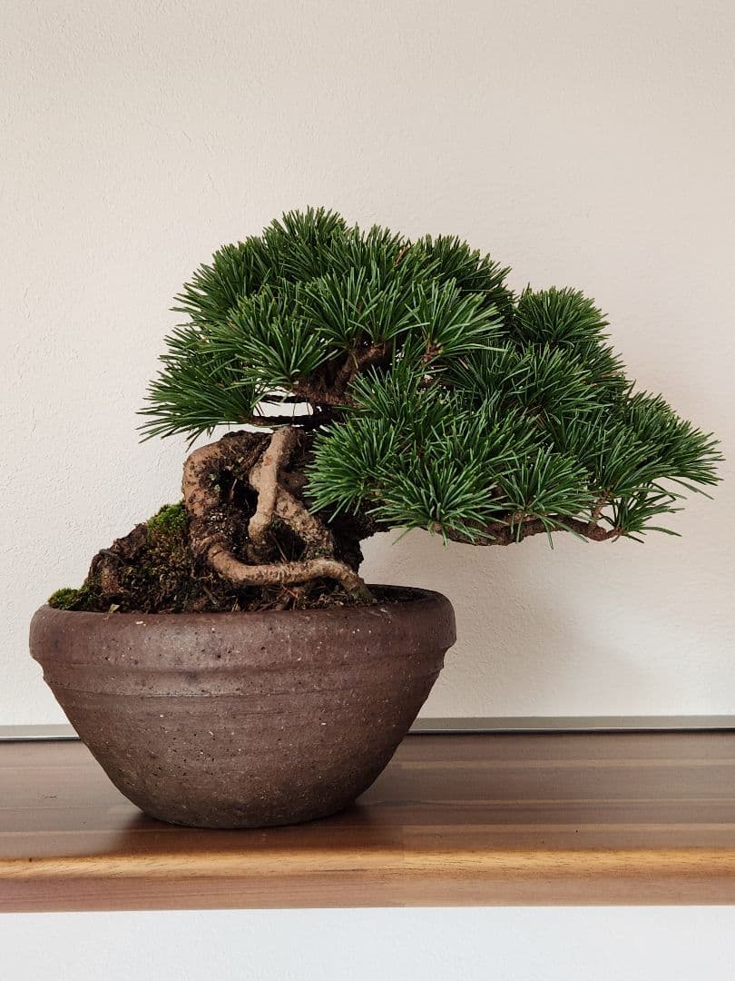 盆栽　五葉松　葵　植物　盆栽鉢