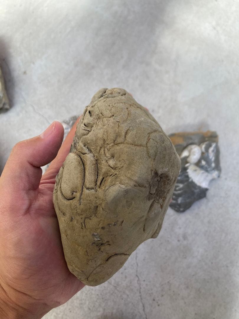 北海道中川　ノジュール　クリーニング　化石掘り