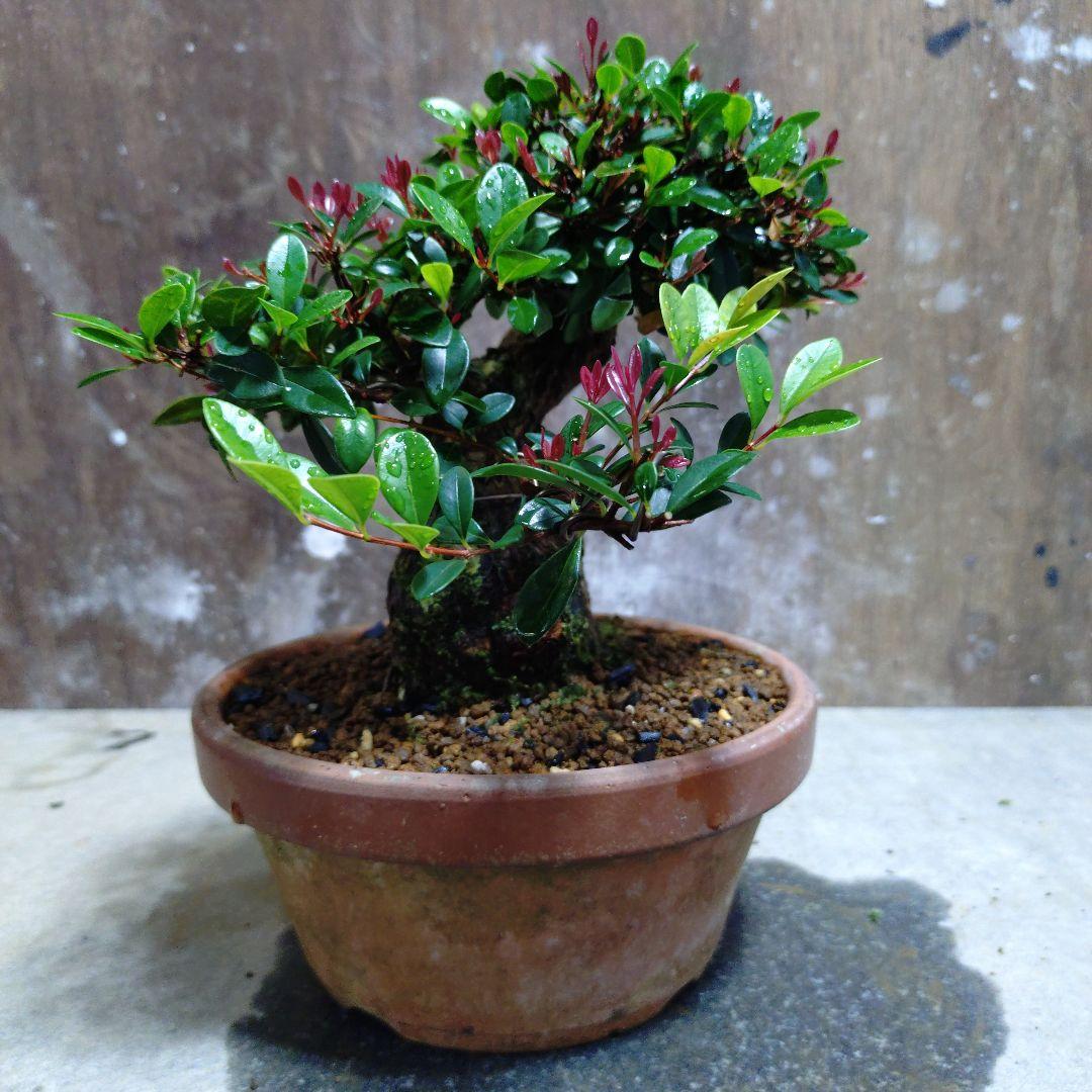 アデク　ゆーきん様専門