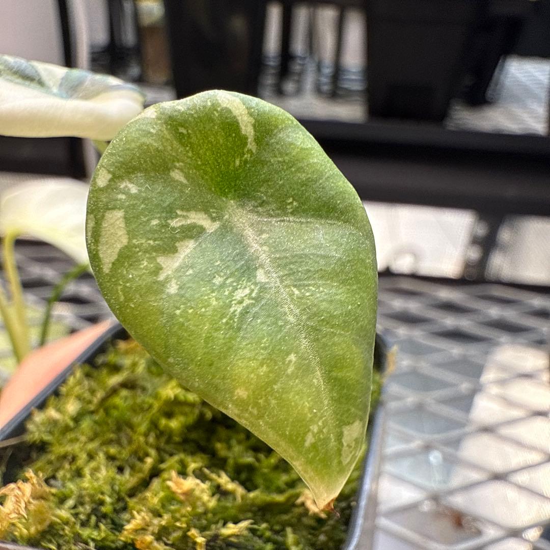 e*c様 格安 アロカシア マハラニアルボ