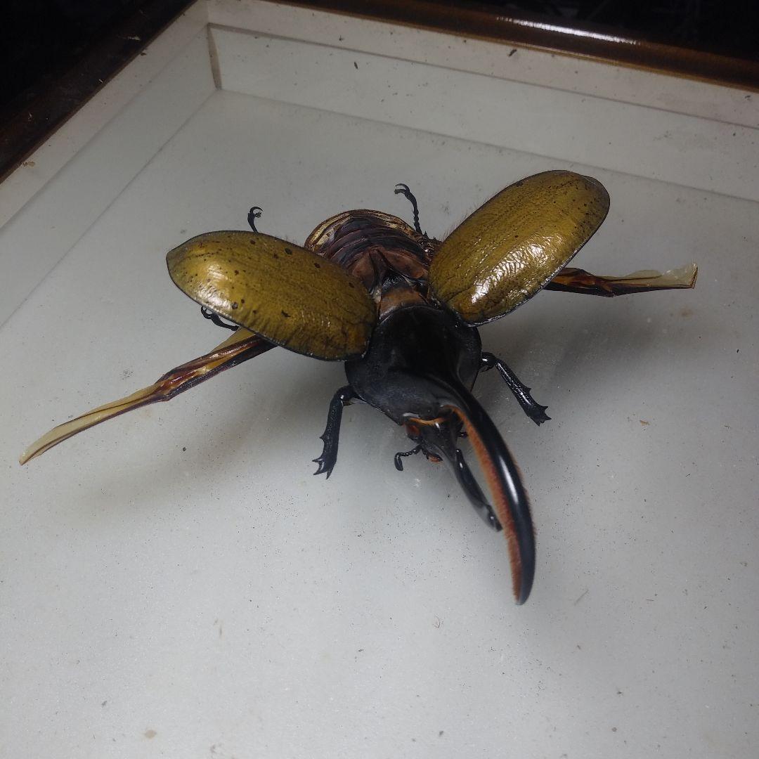 飛行型標本