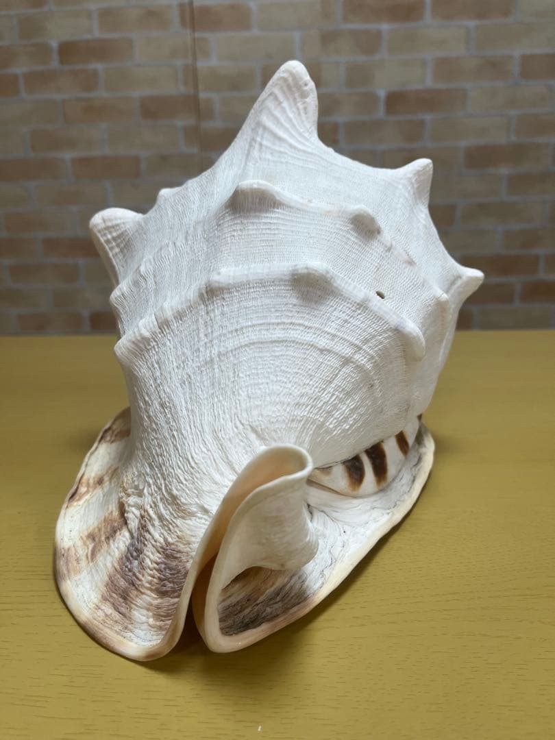 【特大、美品】トウカムリ貝　ホラ貝　貝殻の置き物