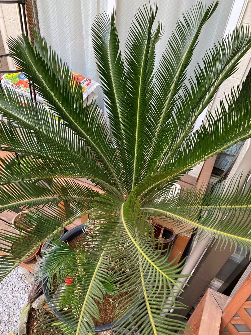 ソテツ　引き取り限定