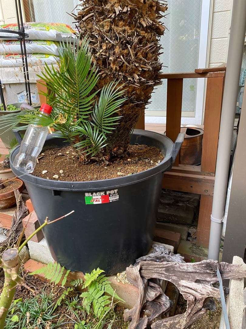 ソテツ　引き取り限定