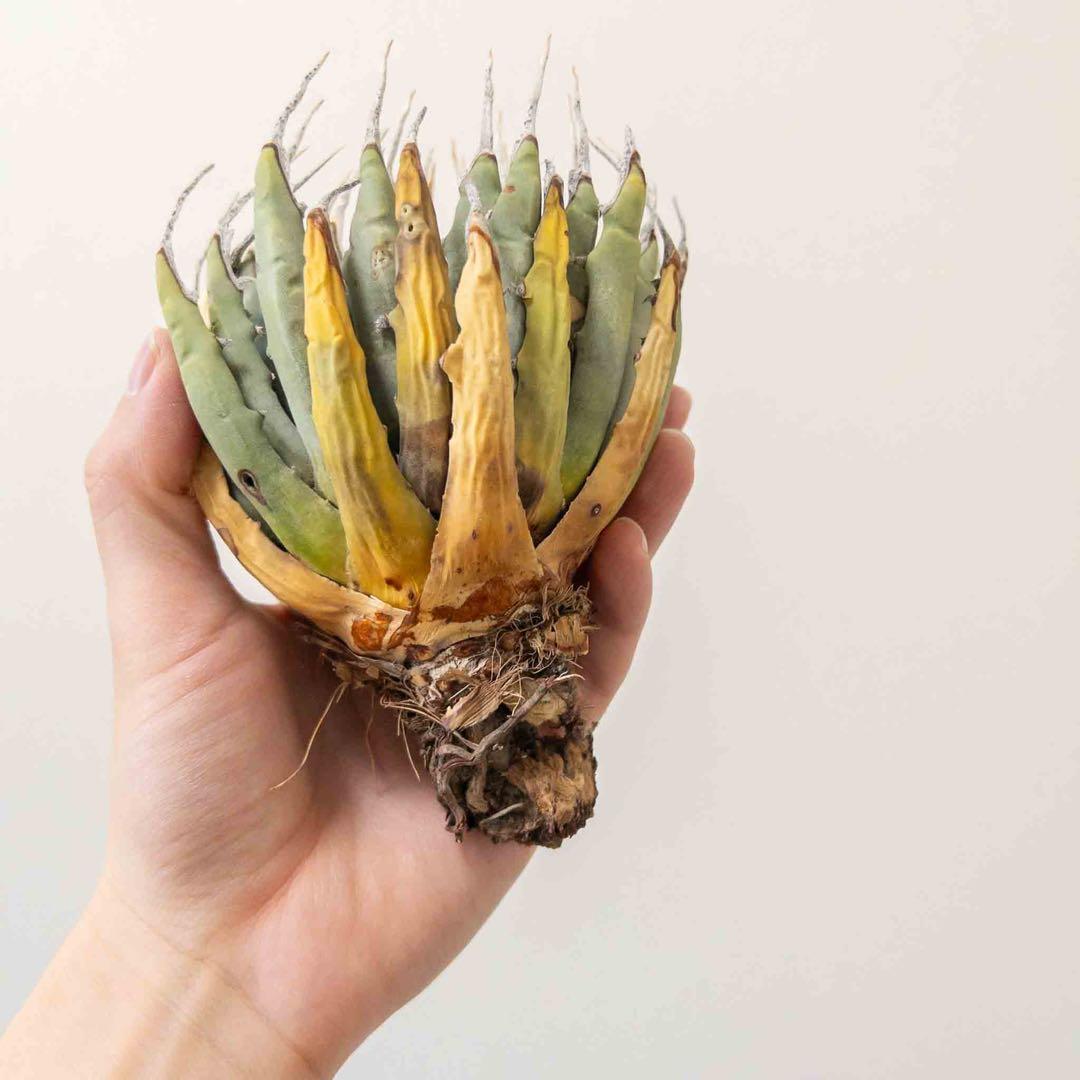 31 ユタエンシス エボリスピナ 現地株 ベアルート 陽炎 アガベ