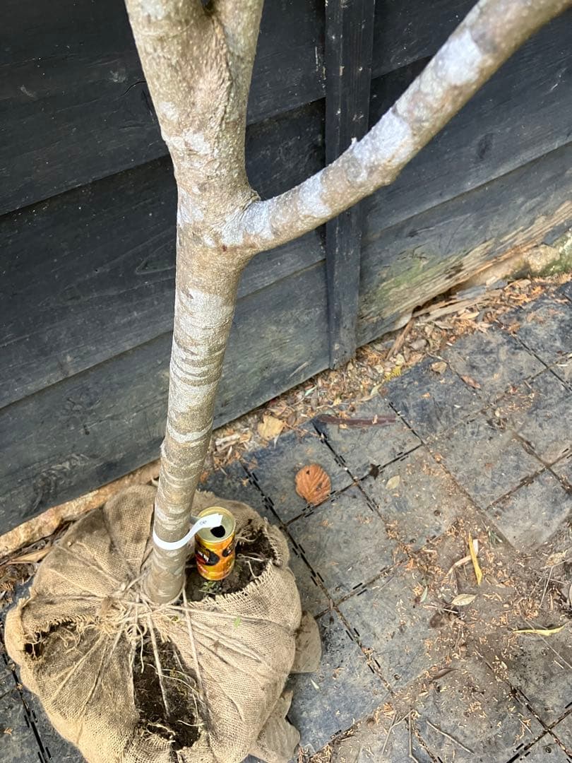 40 山採り　ヤマボウシ