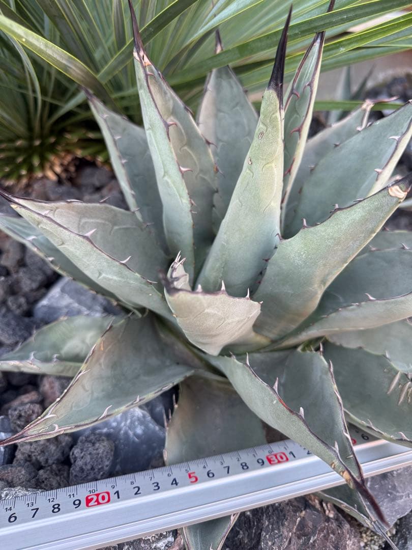 アガベ　パリー　ハイブリッド　大株　アプラナータ