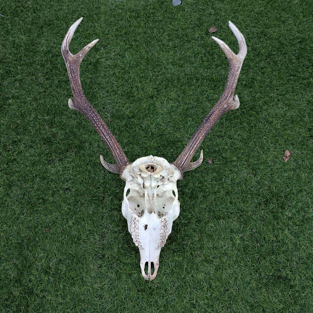 鹿の頭骨 角付き 大きめ　ニホンジカ