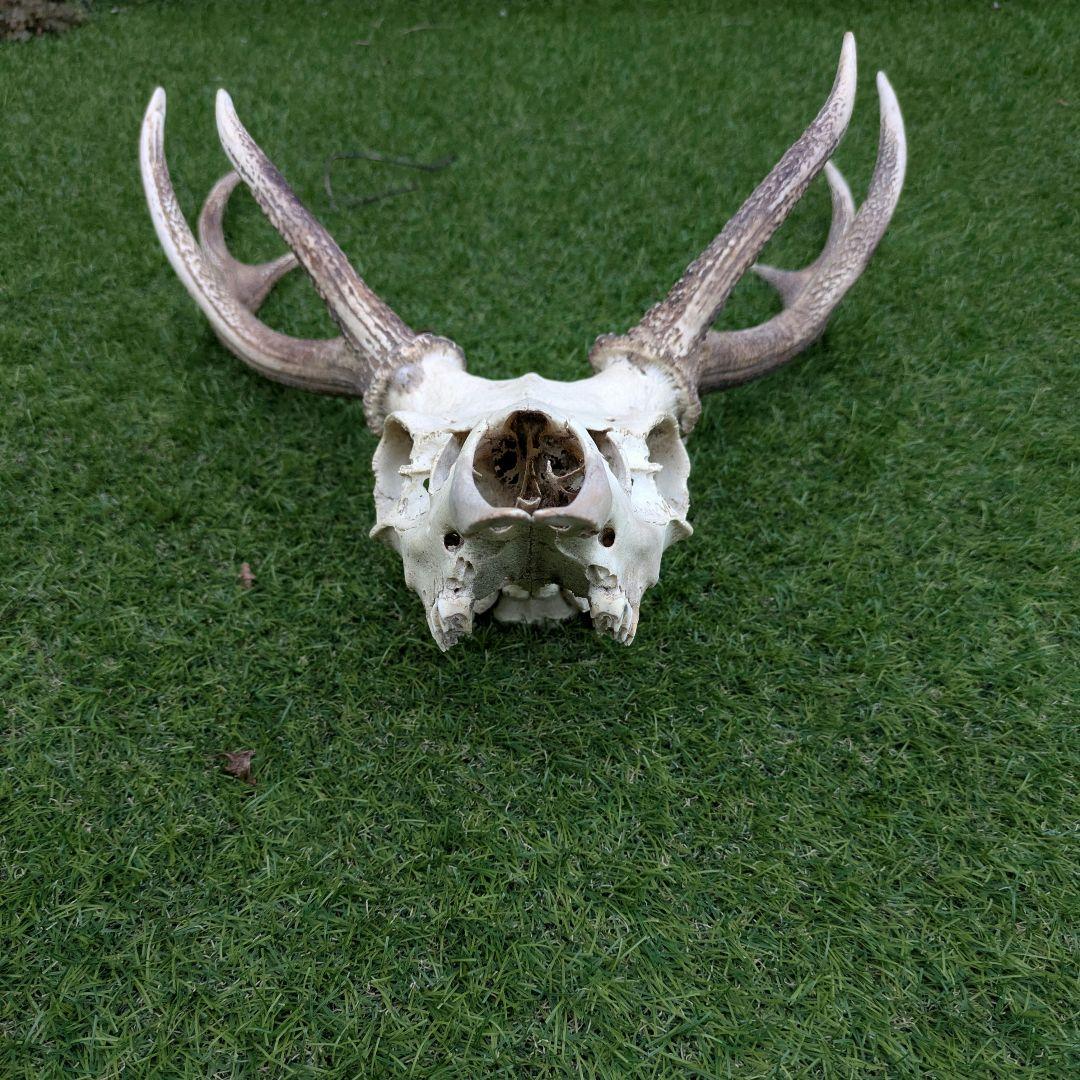 鹿の頭骨 角付き 大きめ　ニホンジカ