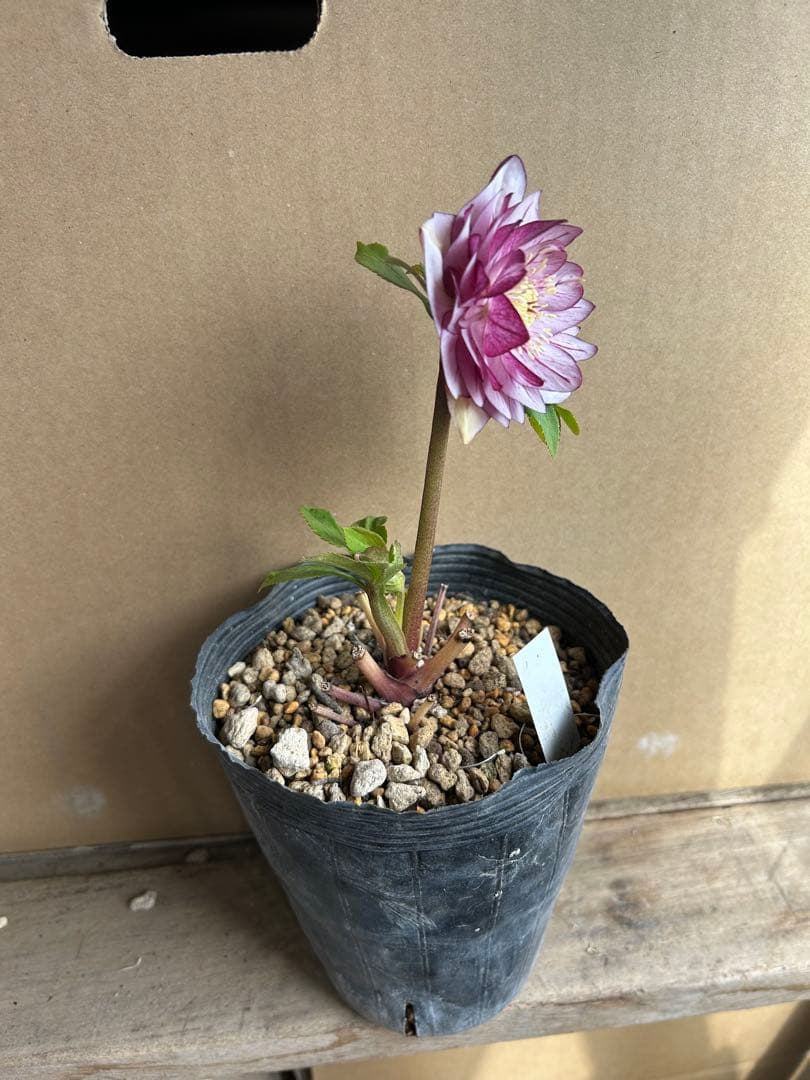 加藤農園 クリスマスローズ 八重ピンク系 同梱推奨