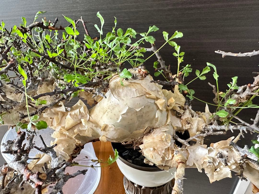 y*u様 コミフォラ ピュア カタフ 秘蔵のスペシャル株