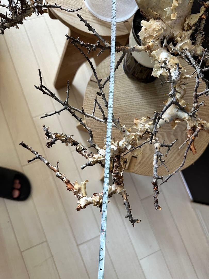 y*u様 コミフォラ ピュア カタフ 秘蔵のスペシャル株