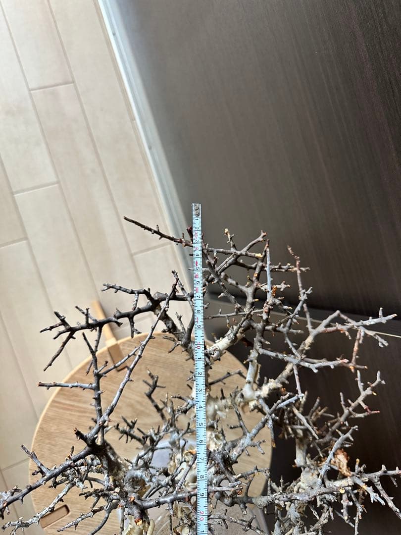 y*u様 コミフォラ ピュア カタフ 秘蔵のスペシャル株