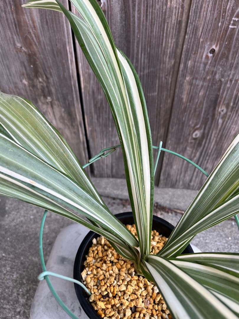 万年青銘品『鶴裳』成木　寒蘭　春蘭　東洋蘭　万年青