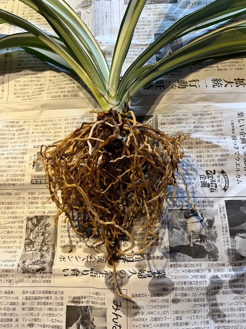 万年青銘品『鶴裳』成木　寒蘭　春蘭　東洋蘭　万年青