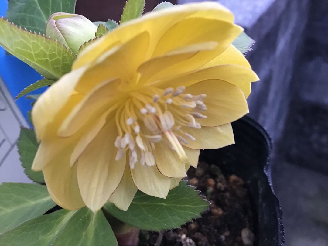 リトルビーストファンタム クリスマスローズ