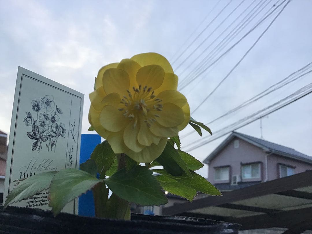 リトルビーストファンタム クリスマスローズ