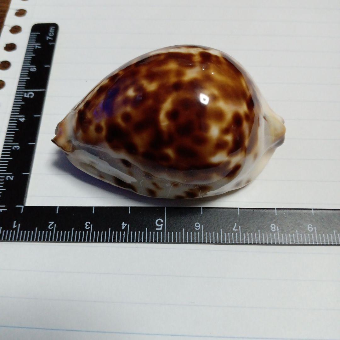 タカラガイ