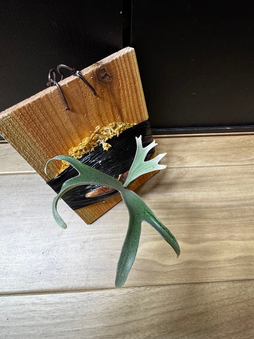 ビカクシダ　アルマダドワーフ　オリジナル　子株⑦