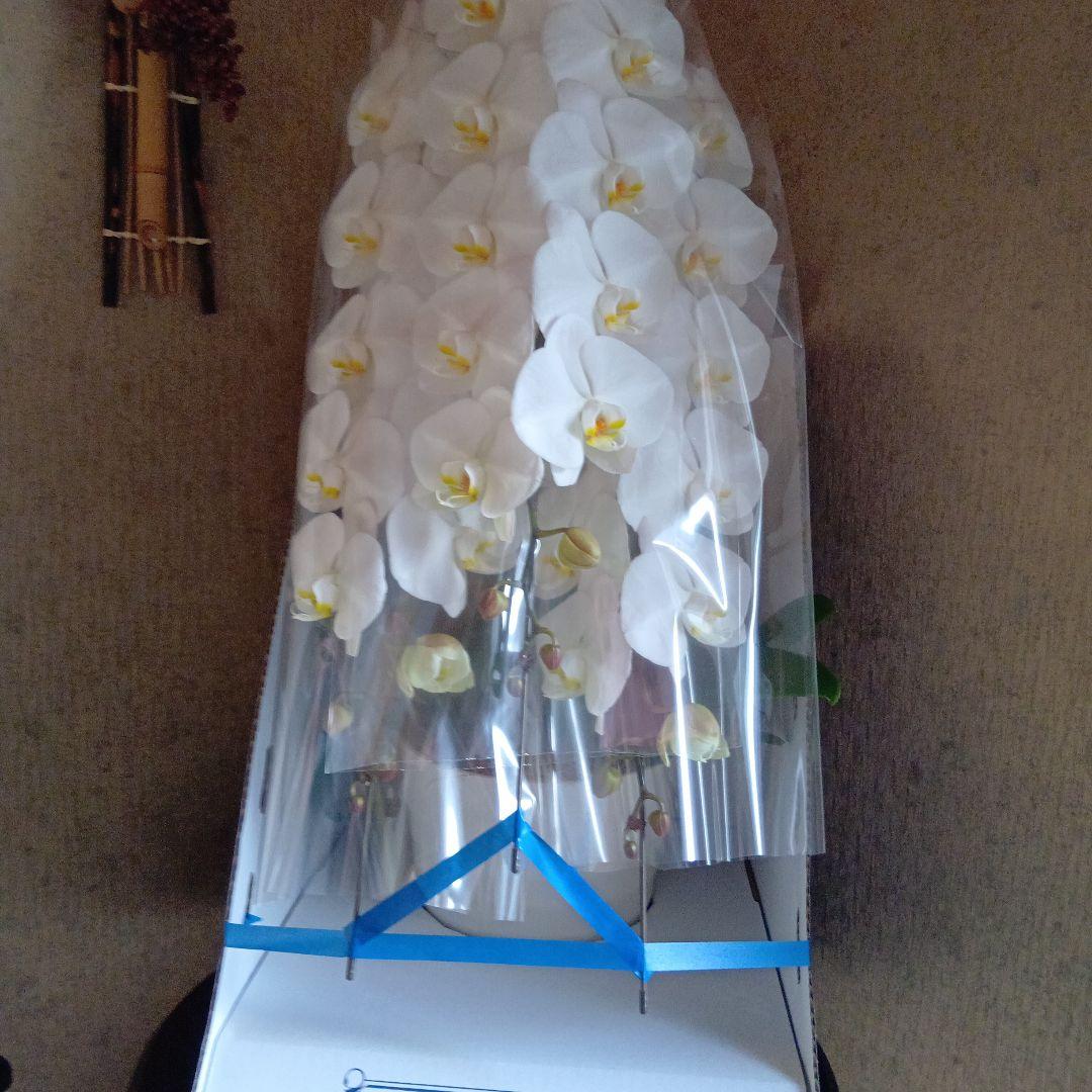 大輪胡蝶蘭３本立8寸鉢新品