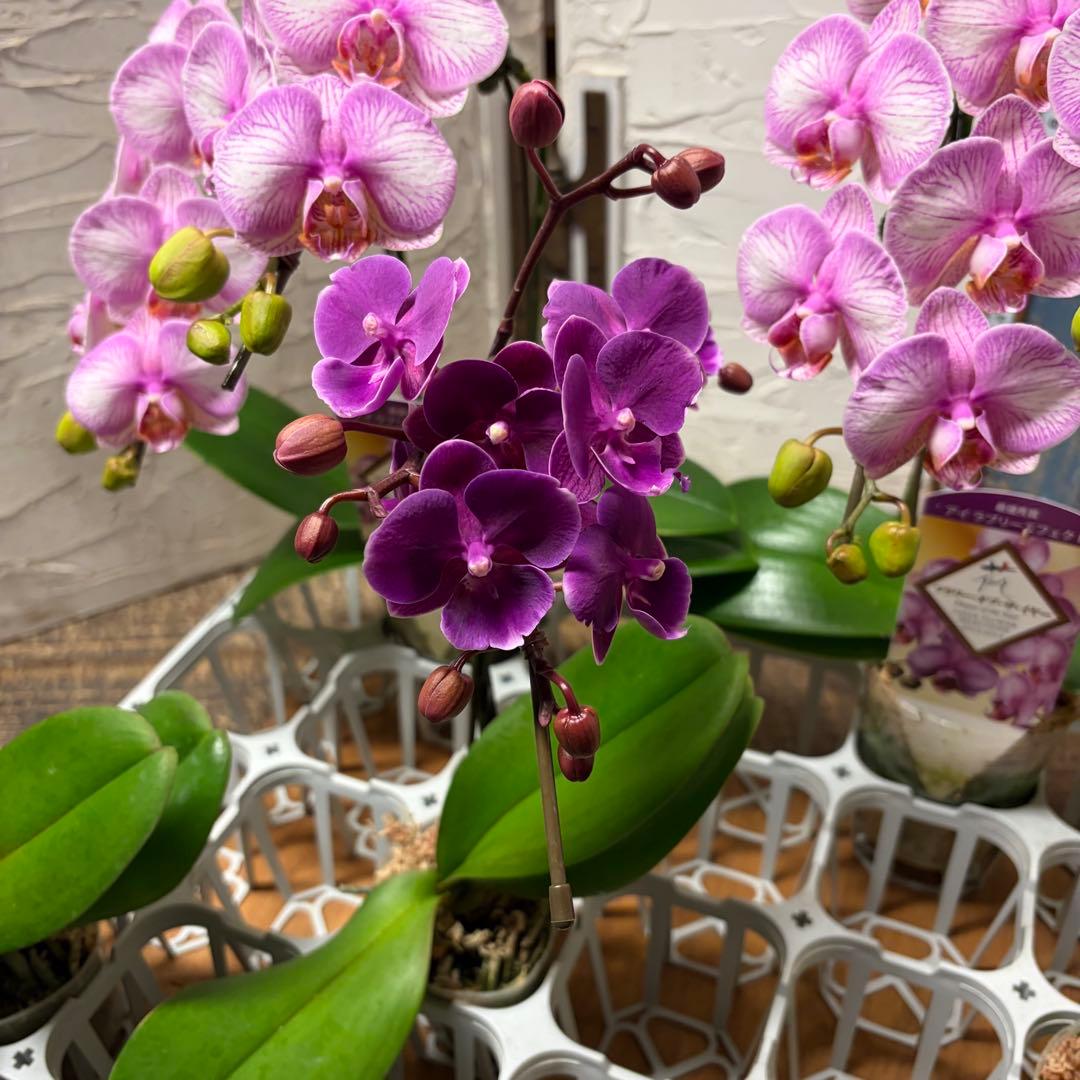 【特選】　胡蝶蘭　ファレノプシス　2種5ポット