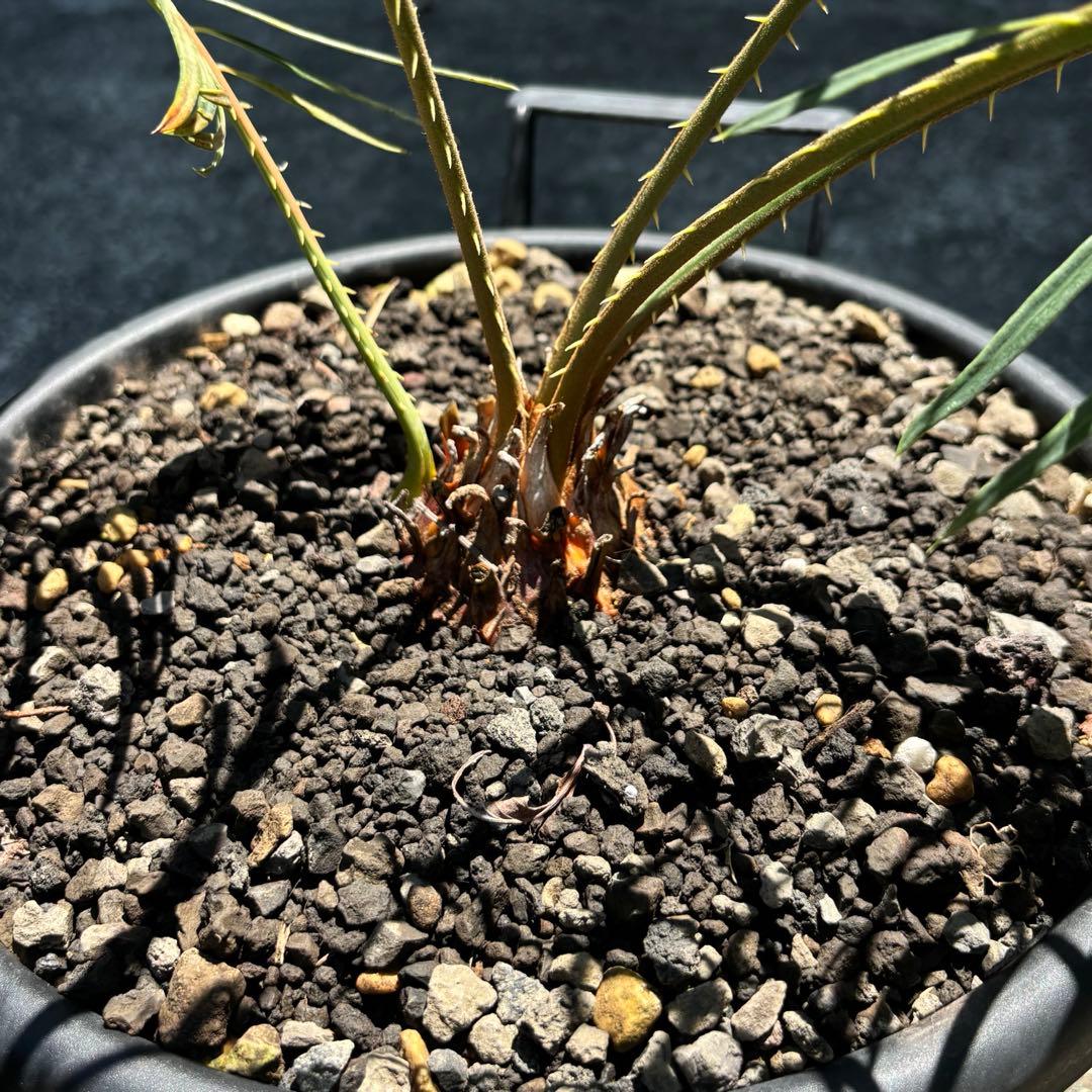 サイカス カイルンシアナ cycas cairnsiana