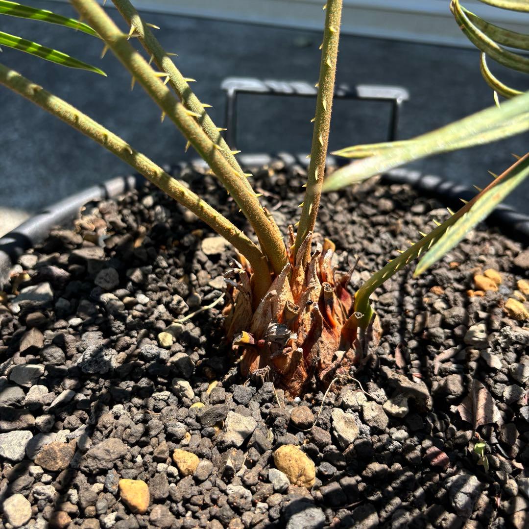 サイカス カイルンシアナ cycas cairnsiana
