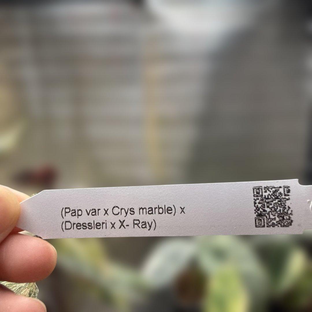 希少 アンスリウム 斑入りハイブリッド