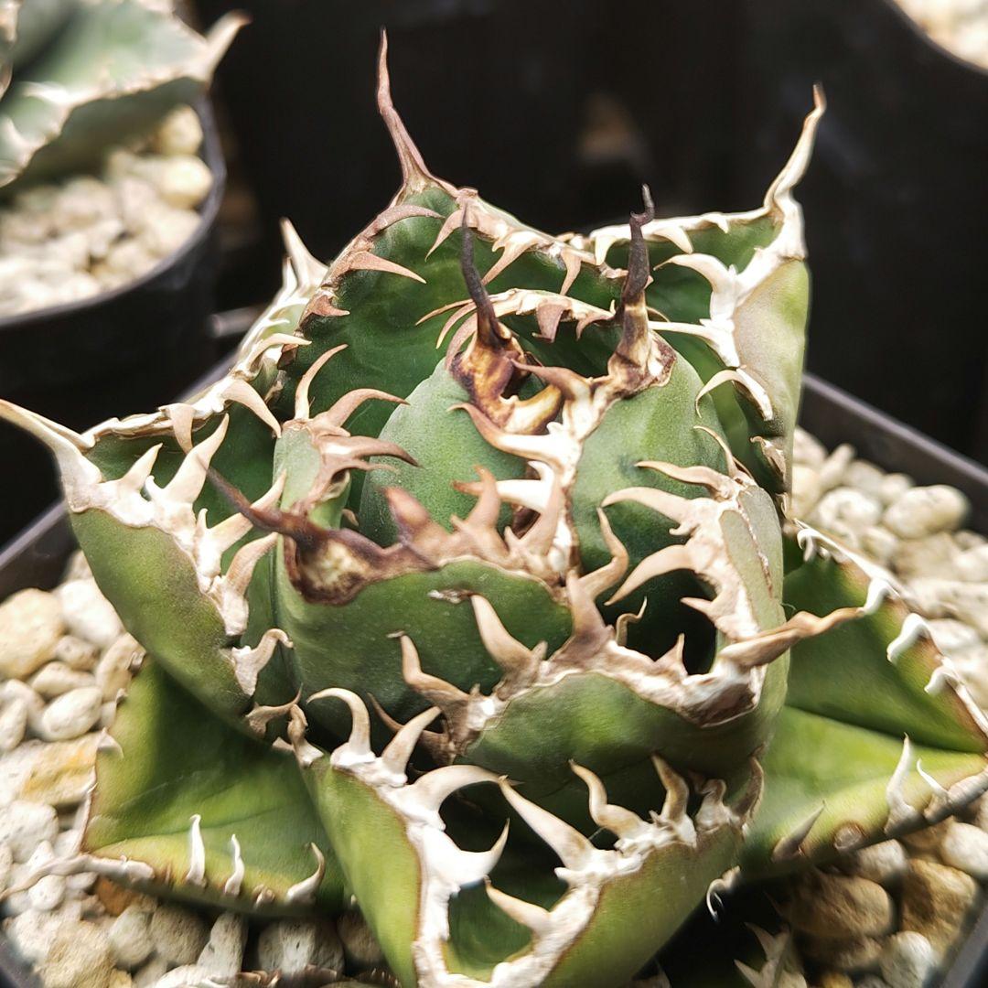 アガベ　チタノタ　王蟲