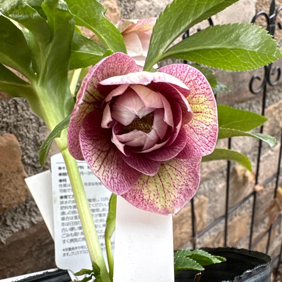 クリスマスローズ・冬牡丹