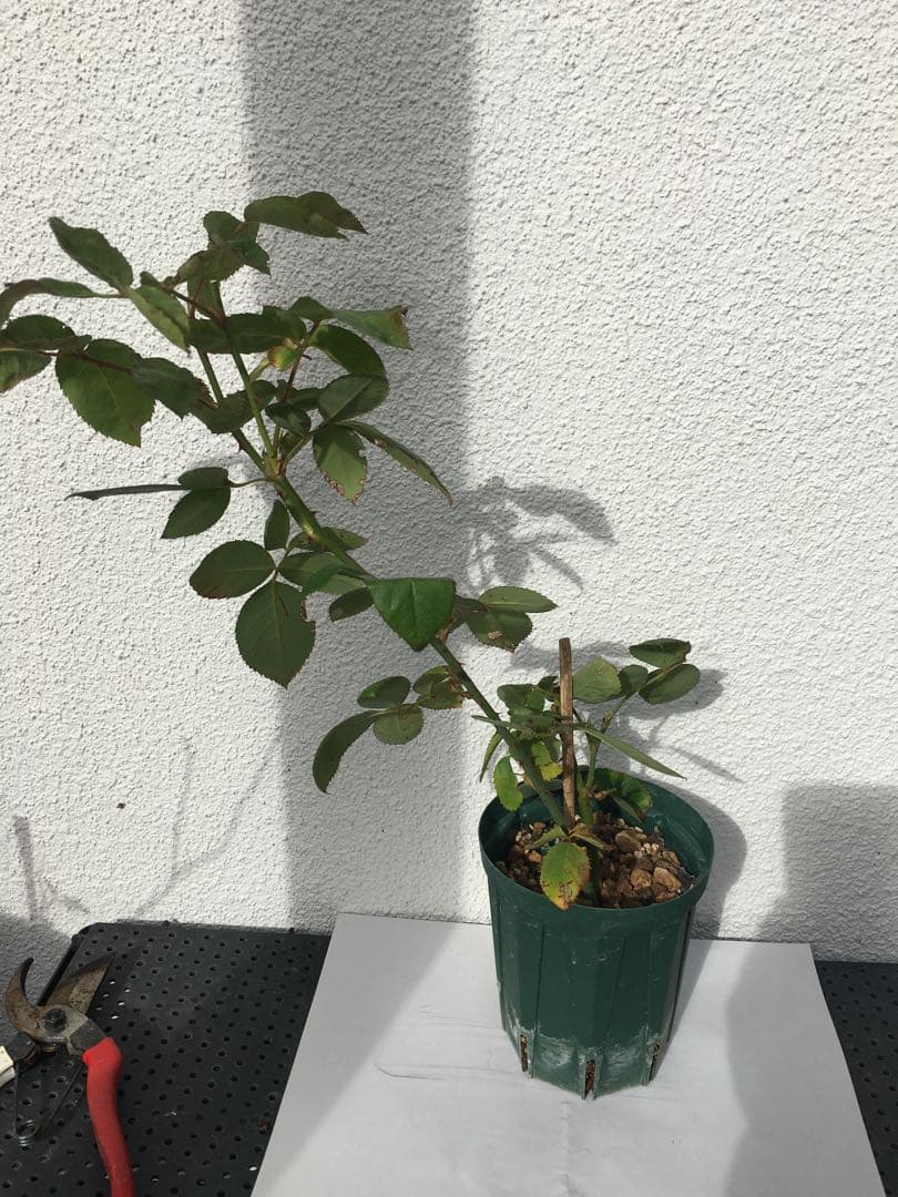 ろんしゃんさま専用　おまとめ３点バラ苗　切り花品種