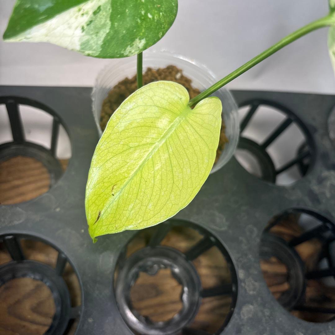 た*ん様 5株セットms42【特別選抜】ホワイトモンスター／天津蘭 モンステラ斑