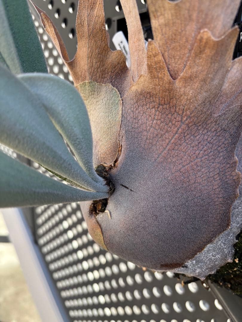 ハクナマタタ　親株　ビカクシダ　バンダカプランツ