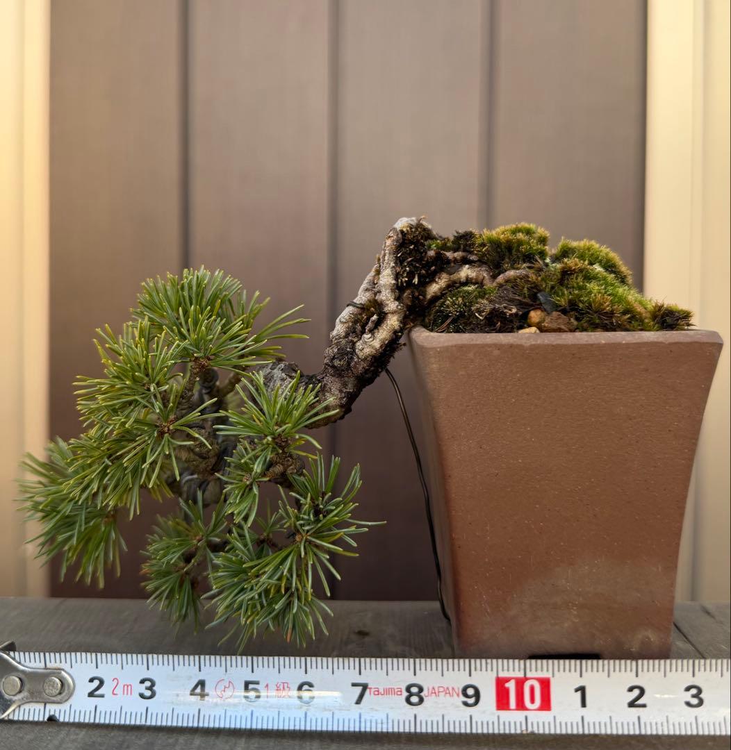 五葉松　盆栽