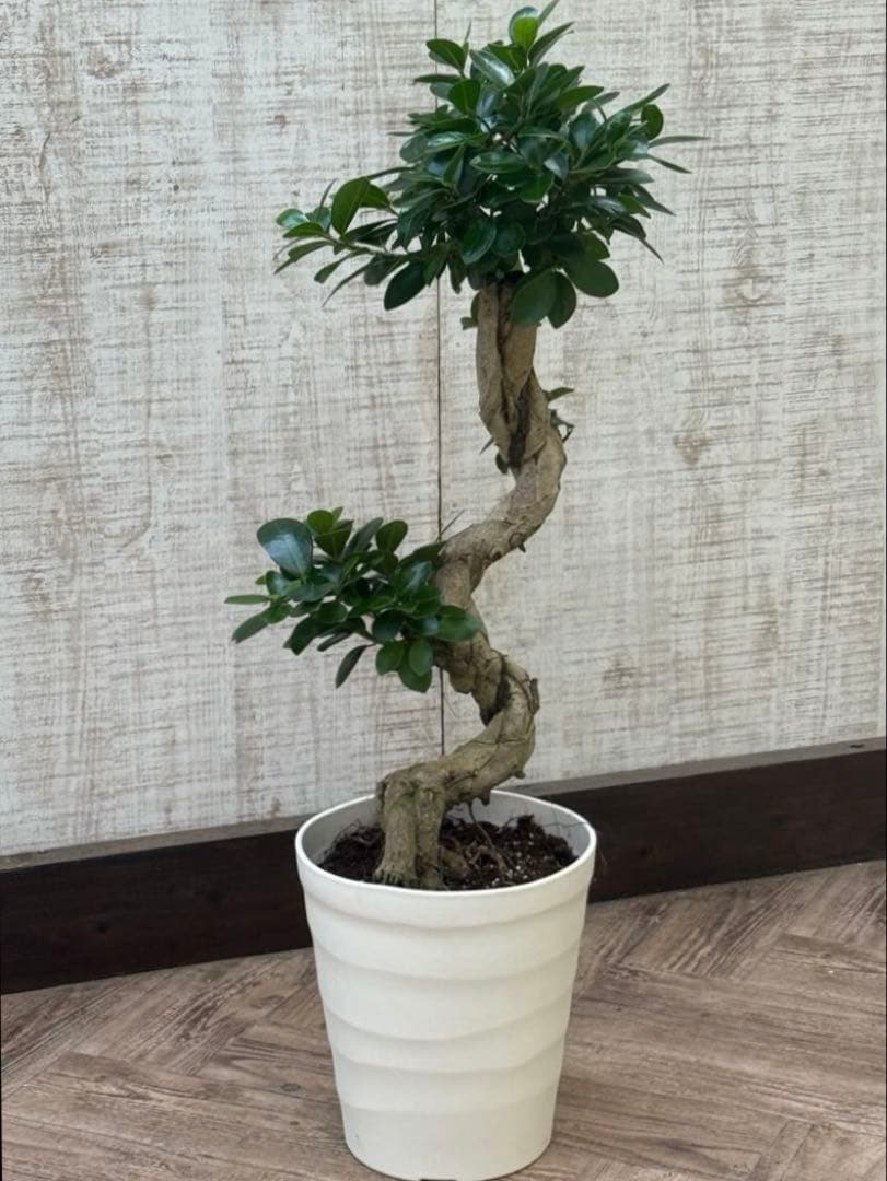 ☆ ガジュマル♪ 沖縄産原木◦太幹ねじり 80cm ⑦号♪