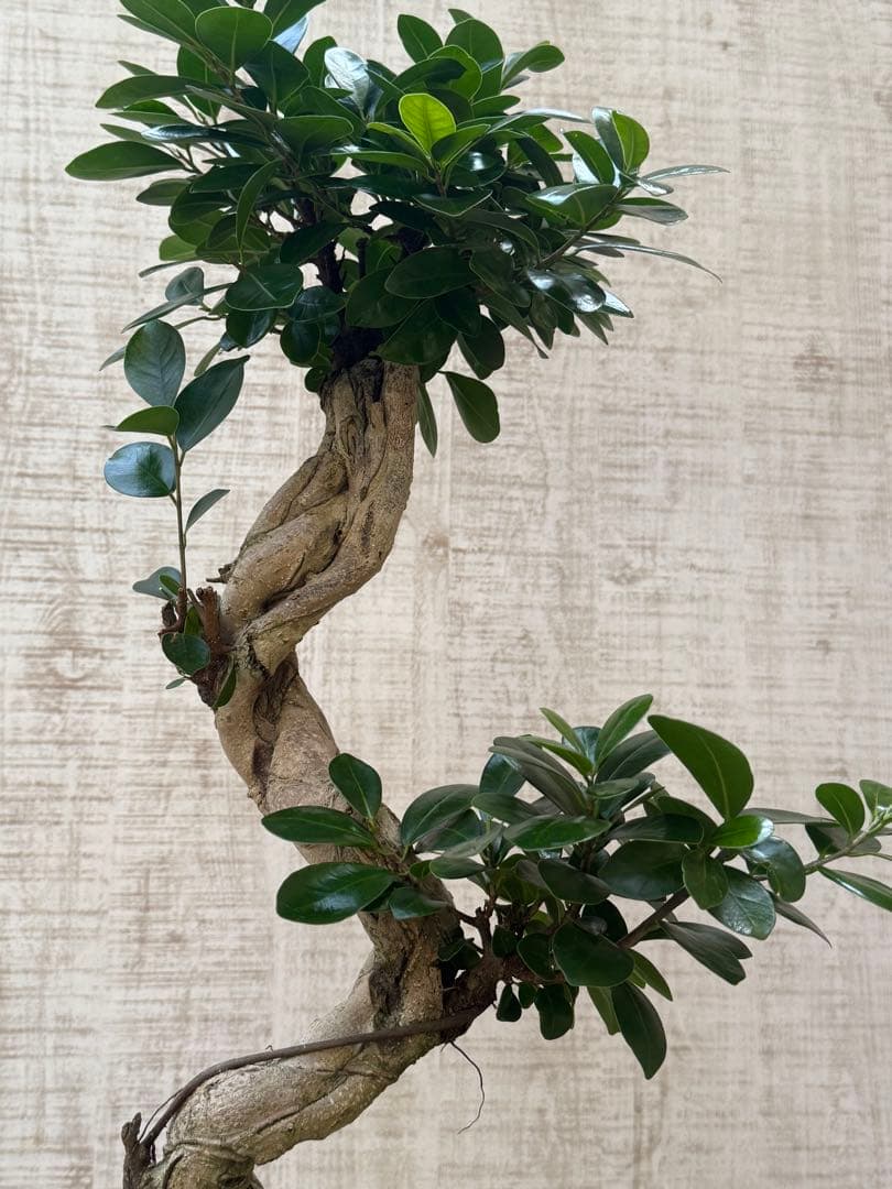 ☆ ガジュマル♪ 沖縄産原木◦太幹ねじり 80cm ⑦号♪