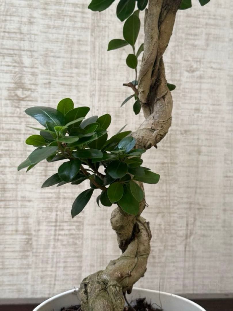 ☆ ガジュマル♪ 沖縄産原木◦太幹ねじり 80cm ⑦号♪