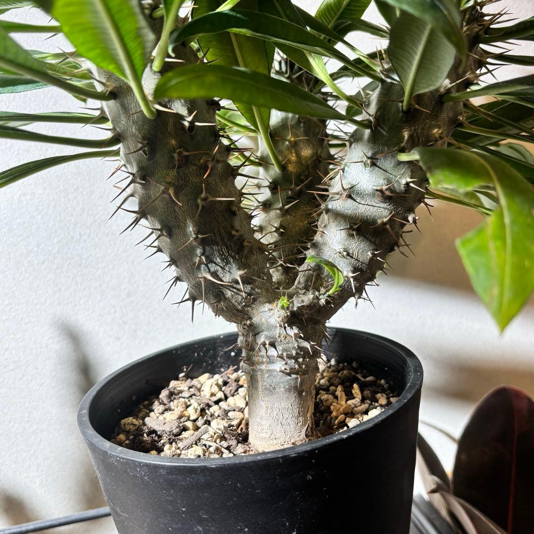 【トリプルヘッド】パキポディウム ラメリー レア 多頭