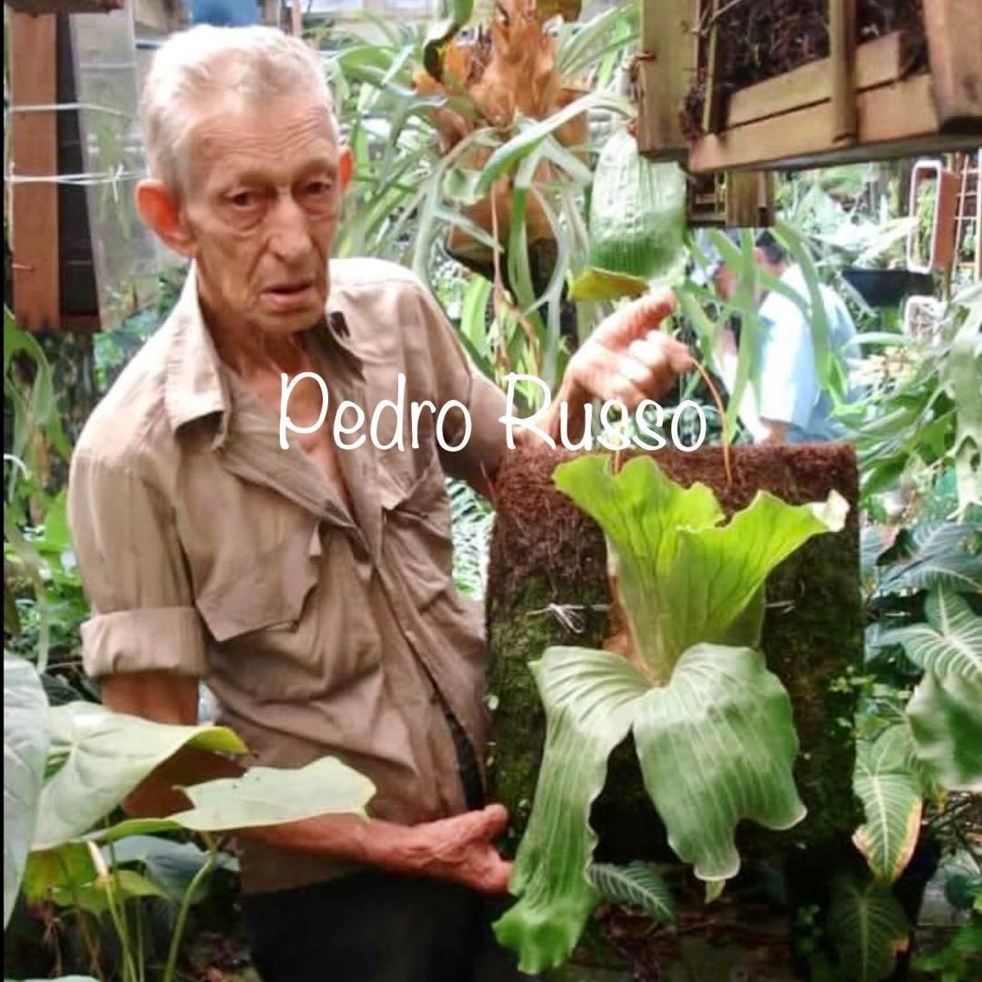 OC株 veitchii cv.pedro Tatsuta ビカクシダ31ペドロ