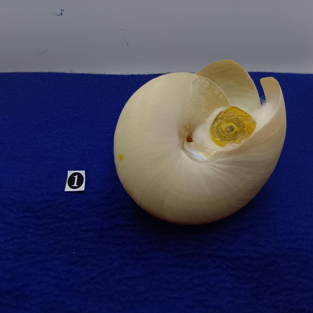 ❶-1貝標本ミナミノオキナエビス（蓋付）