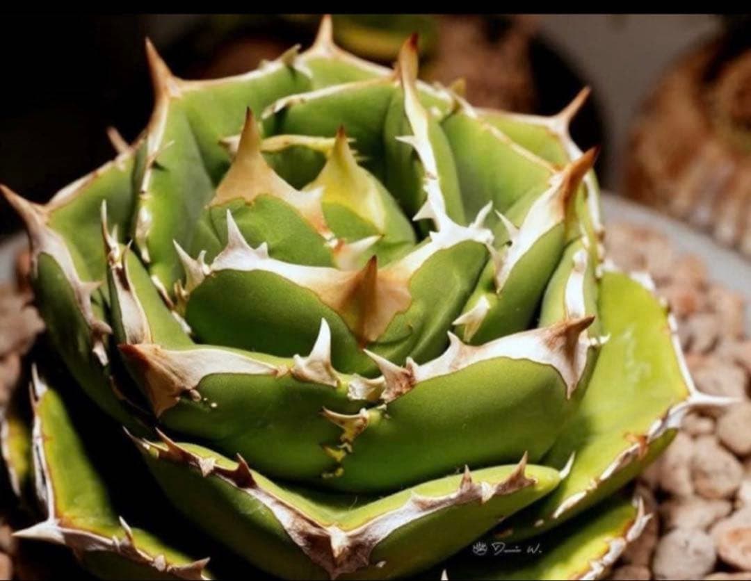 亀*ん様 アガベ　達磨　dennis000 発根済み子株